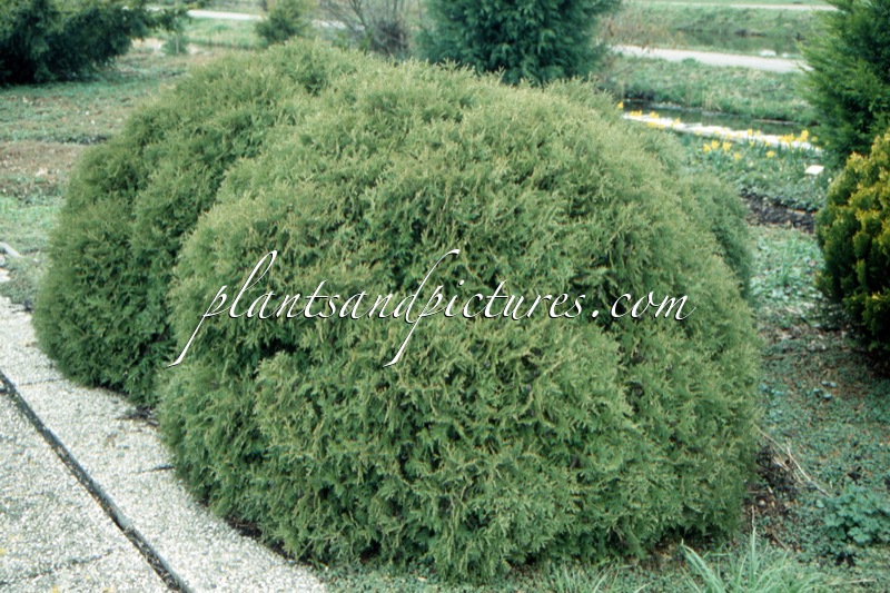 Thuja occidentalis ‘Little Champion’