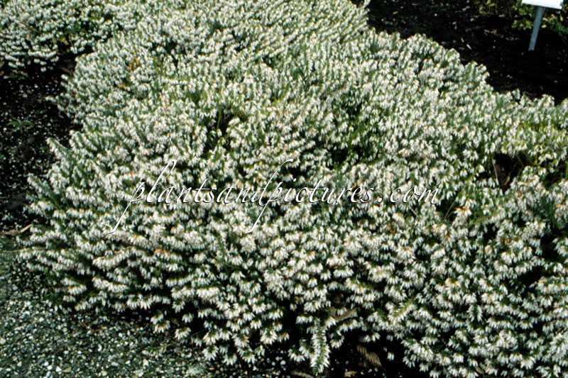 Erica carnea ‘Springwood White’