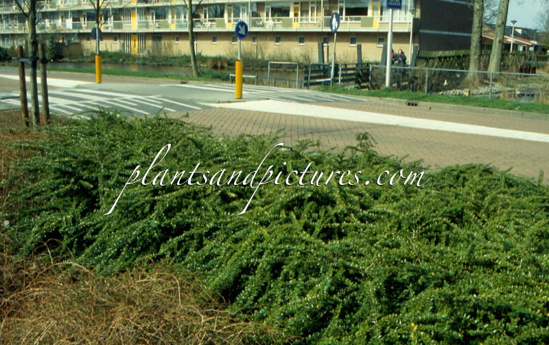 Lonicera pileata