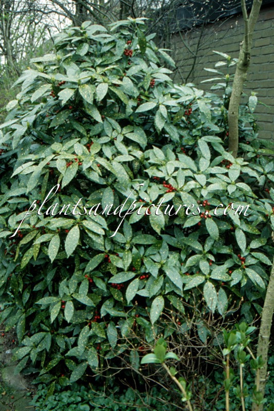 Aucuba japonica ‘Variegata’