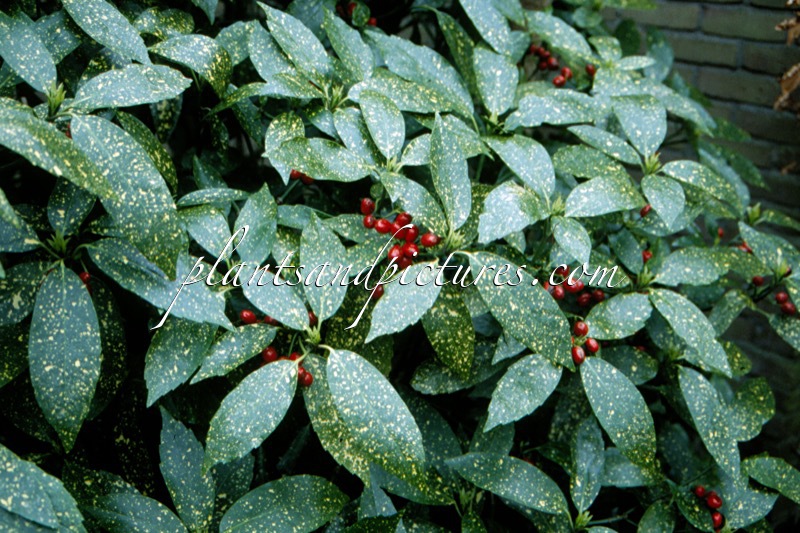 Aucuba japonica ‘Variegata’