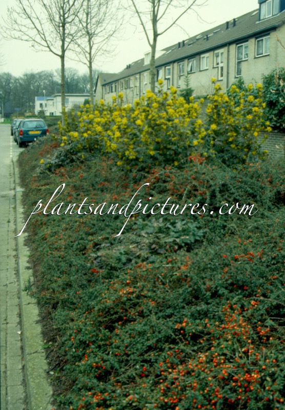 Mahonia wagneri ‘Pinnacle’