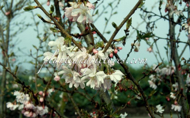 Prunus subhirtella ‘Autumnalis Rosea’