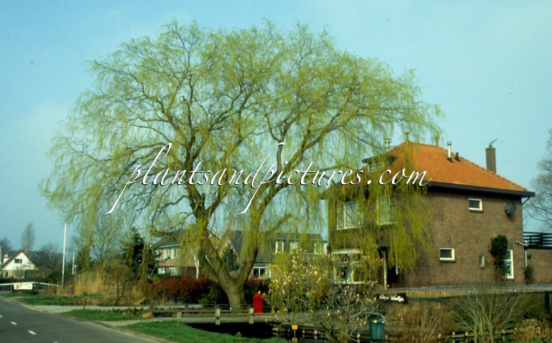 Salix sepulcralis ‘Chrysocoma’