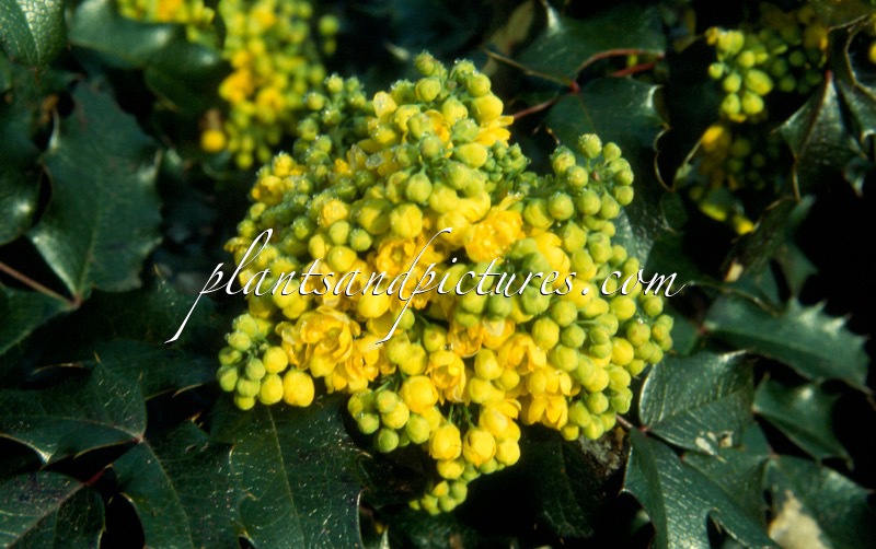 Mahonia ‘Bokrayuga’ (CAYUGA)