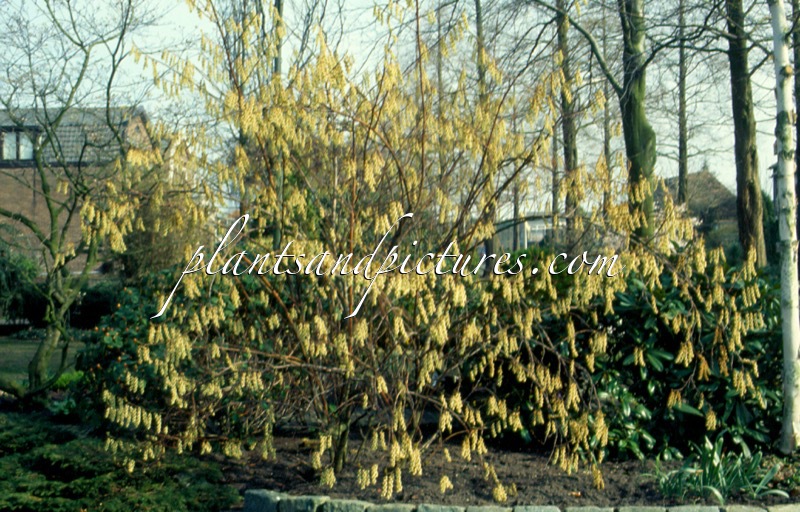 Stachyurus praecox