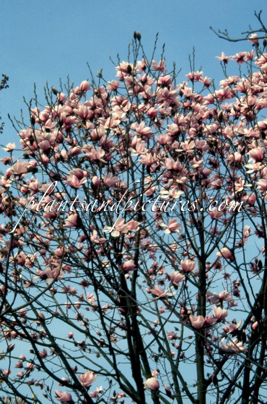 Magnolia dawsoniana