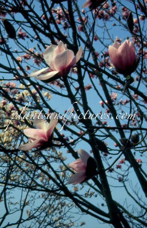 Magnolia dawsoniana