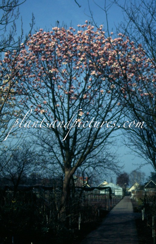 Magnolia dawsoniana