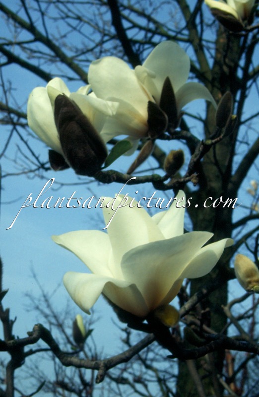 Magnolia ‘Leda’