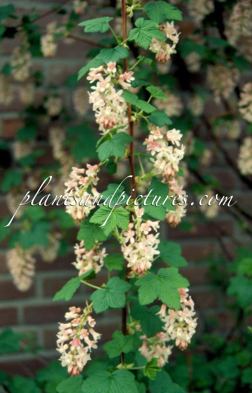 Ribes sanguineum ‘Albidum’