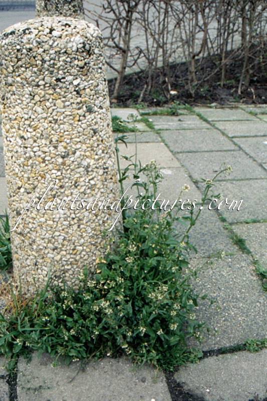 Capsella bursa-pastoris