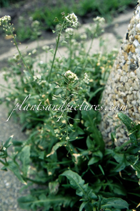 Capsella bursa-pastoris