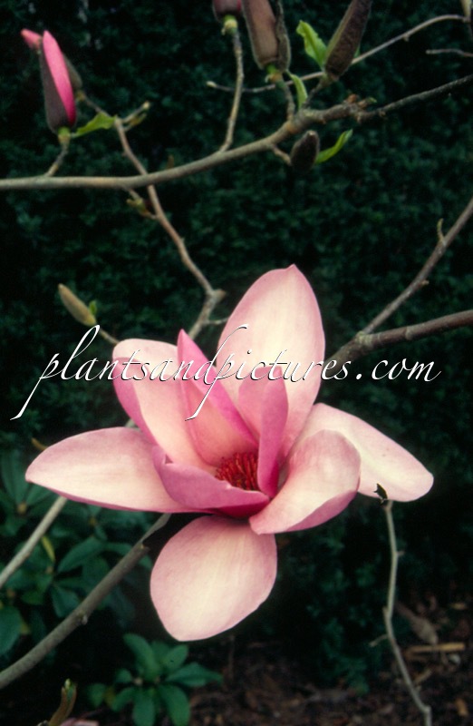 Magnolia ‘Apollo’