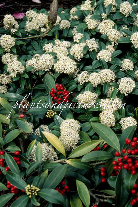 Skimmia japonica subsp. reevesiana