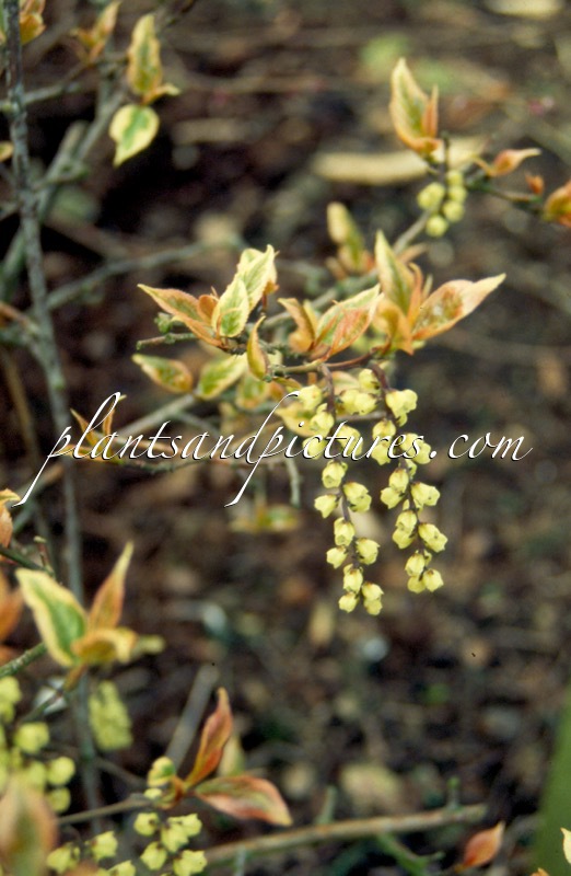 Stachyurus chinensis ‘Magpie’