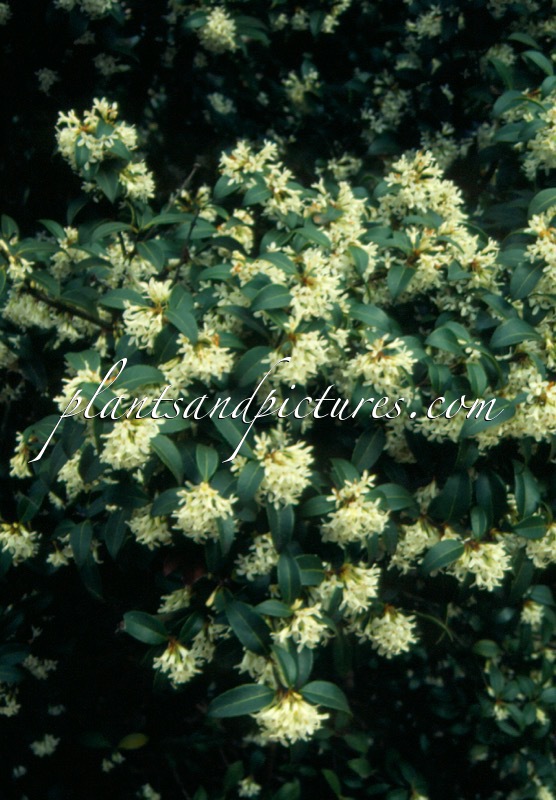 Osmanthus burkwoodii