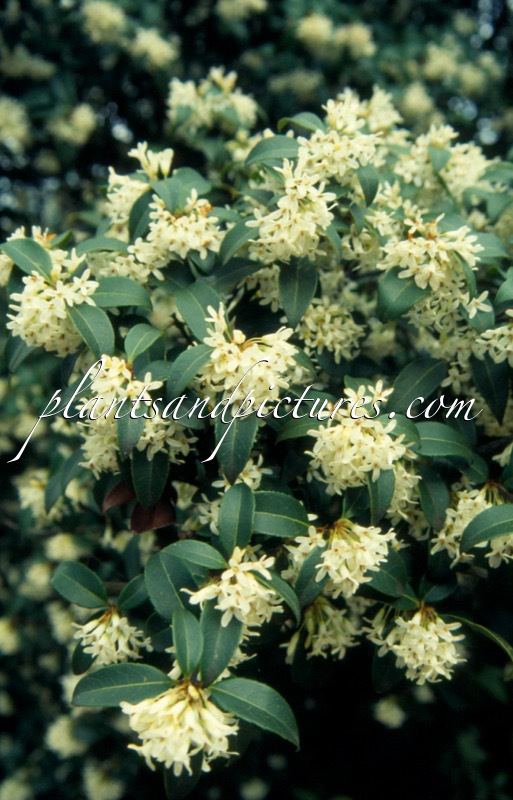 Osmanthus burkwoodii