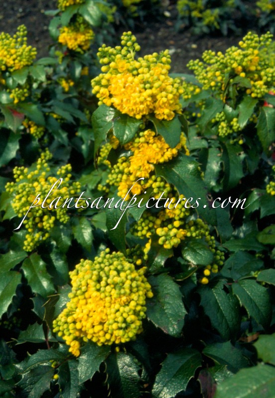 Mahonia aquifolium ‘Smaragd’