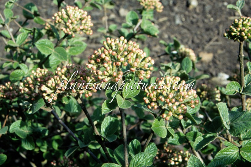 Viburnum carlesii ‘Compactum’