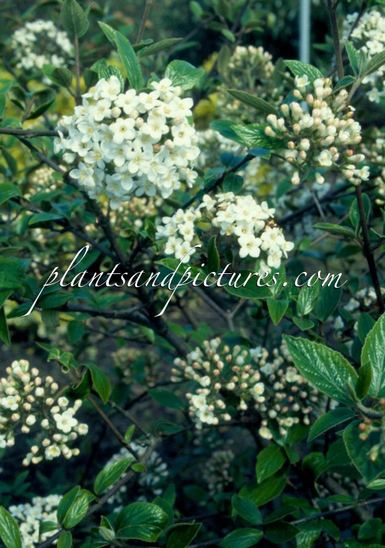 Viburnum burkwoodii ‘Park Farm Hybrid’