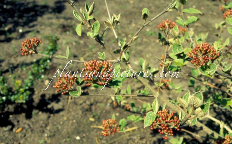 Viburnum carlesii ‘Juddii’