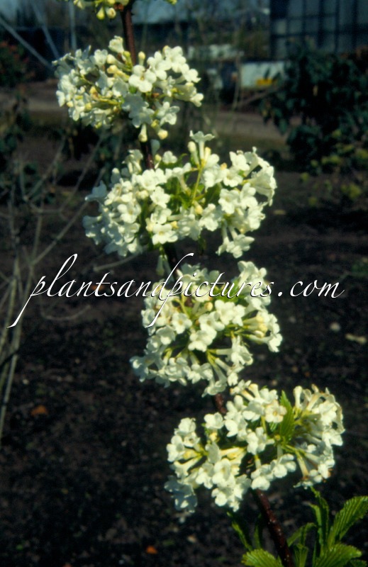 Viburnum farreri ‘Candidissimum’