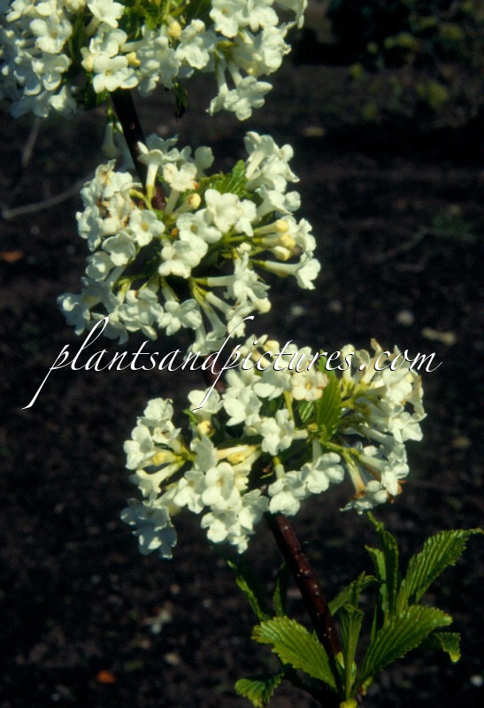 Viburnum farreri ‘Candidissimum’