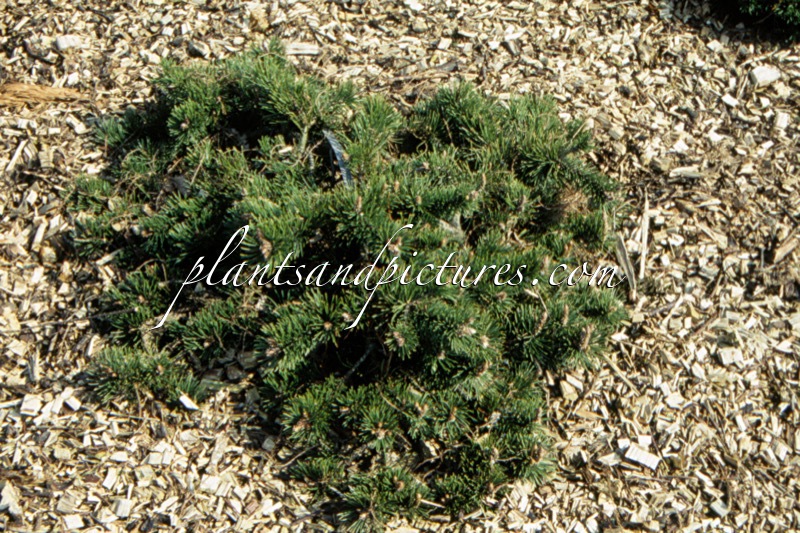 Pinus mugo ‘Frisby’