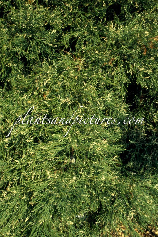 Sequoiadendron giganteum ‘Argenteum’