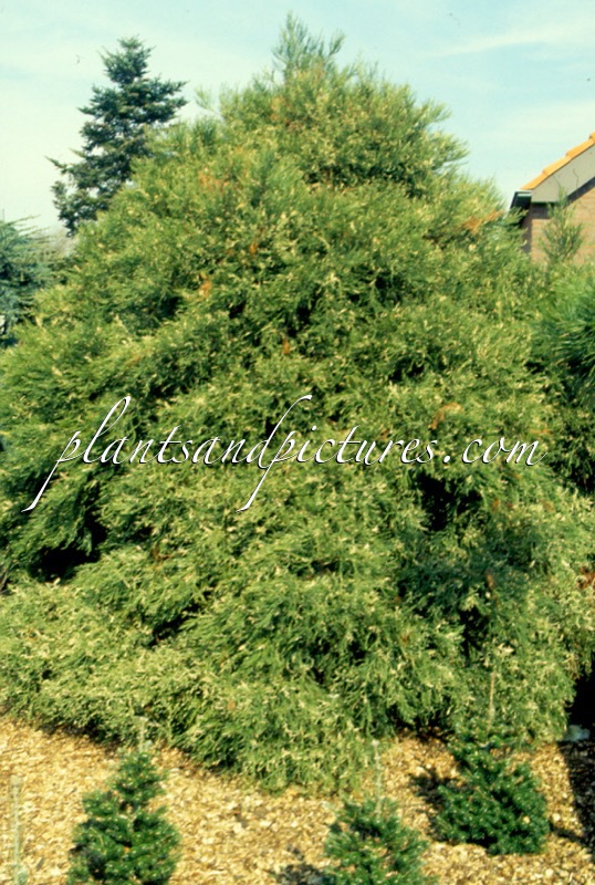 Sequoiadendron giganteum ‘Argenteum’