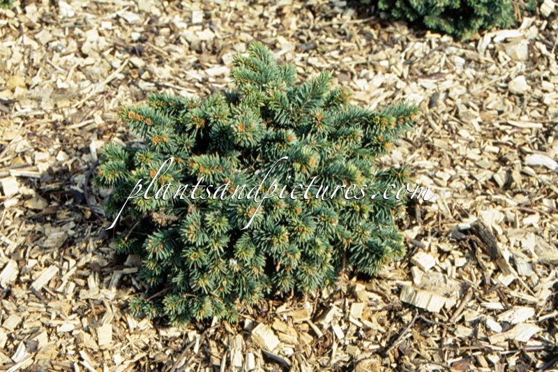 Picea pungens ‘Mrs Cesarini’