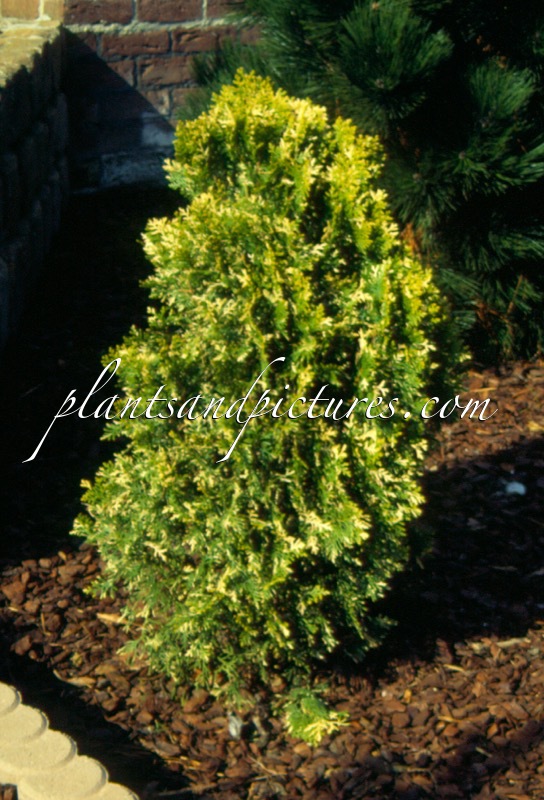 Platycladus orientalis ‘Fleck’