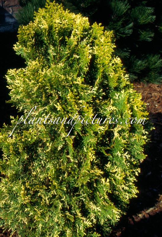 Platycladus orientalis ‘Fleck’
