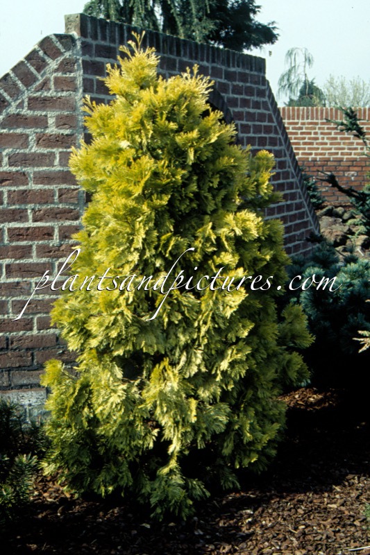 Calocedrus decurrens ‘Berrima Gold’