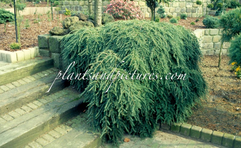 Tsuga canadensis ‘Pendula’