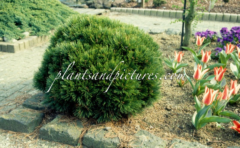 Pinus heldreichii ‘Smidtii’