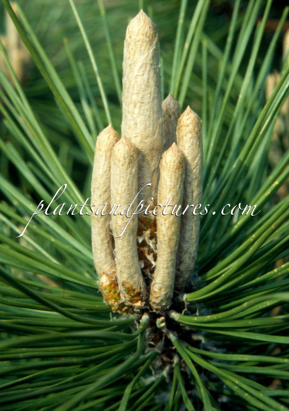 Pinus thunbergii ‘Banshosho’