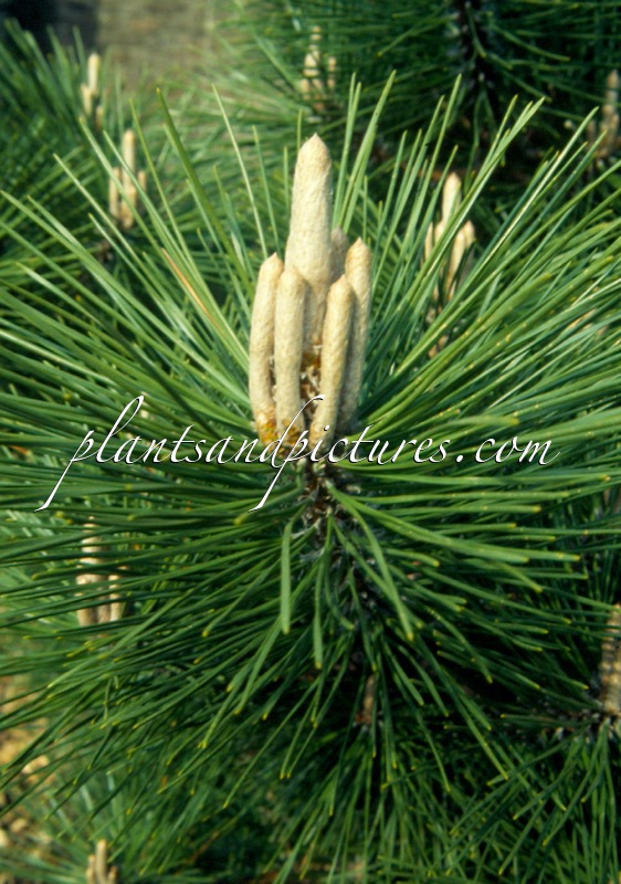 Pinus thunbergii ‘Banshosho’