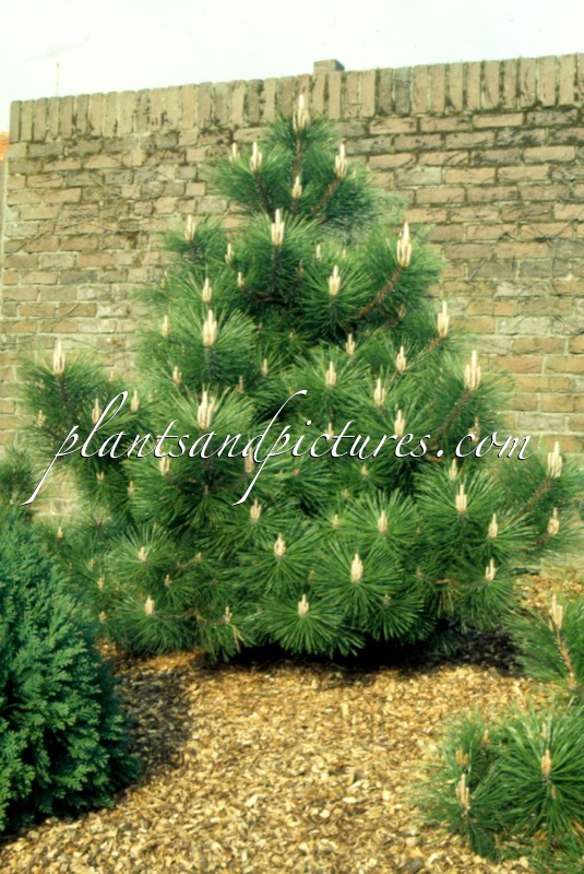 Pinus thunbergii ‘Banshosho’