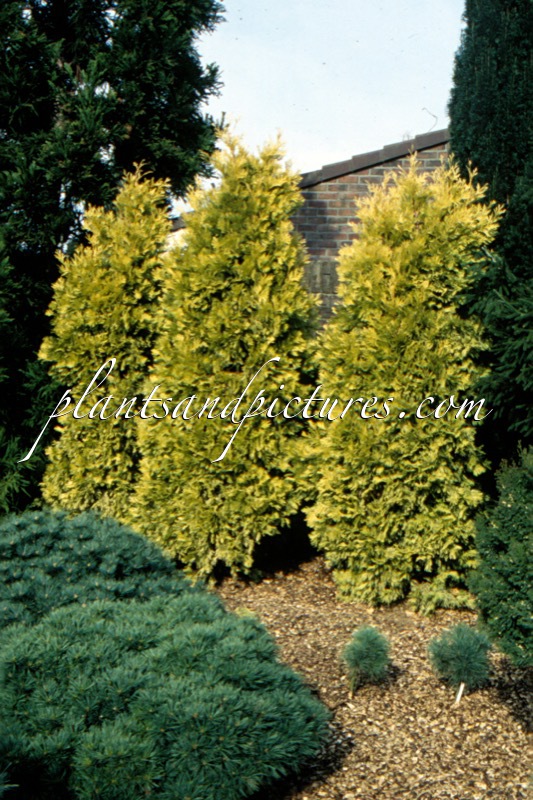 Calocedrus decurrens ‘Berrima Gold’