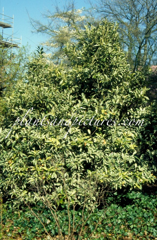 Prunus laurocerasus ‘Marbled White’