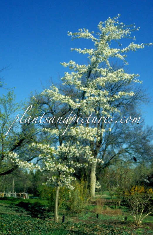 Prunus serrulata var. speciosa