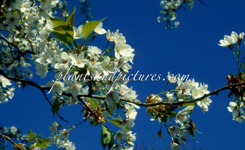 Prunus serrulata var. speciosa