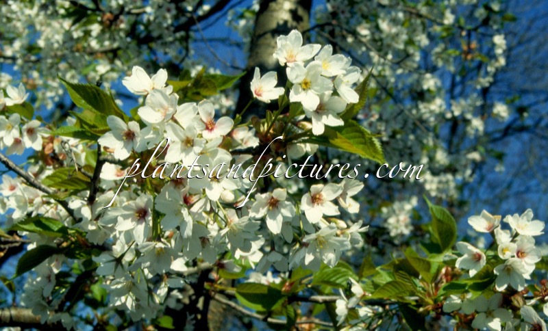 Prunus serrulata var. speciosa