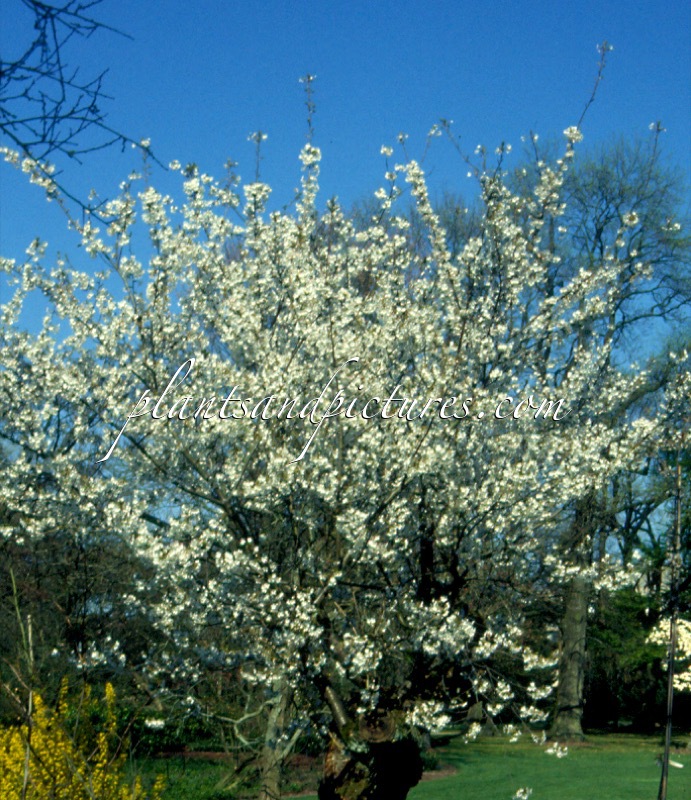 Prunus serrulata var. speciosa
