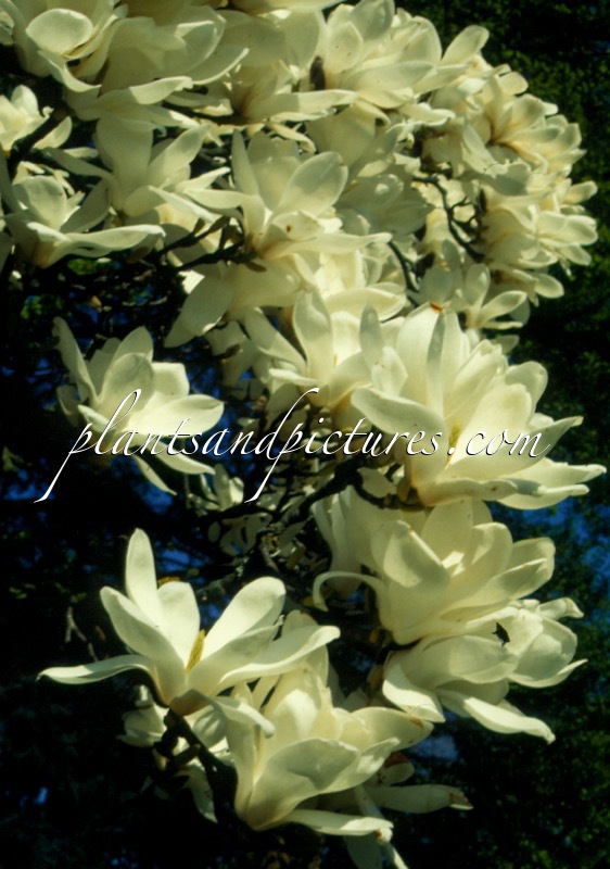 Magnolia denudata