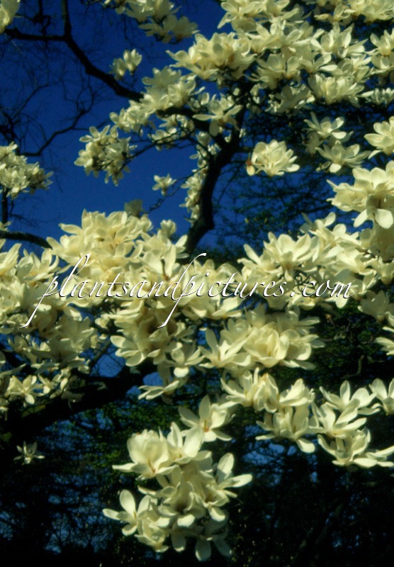 Magnolia denudata
