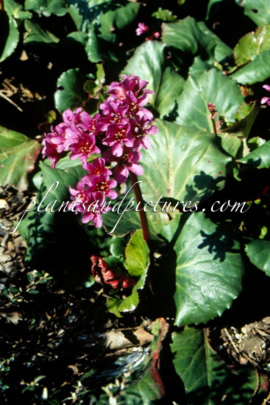 Bergenia ‘Abendglut’