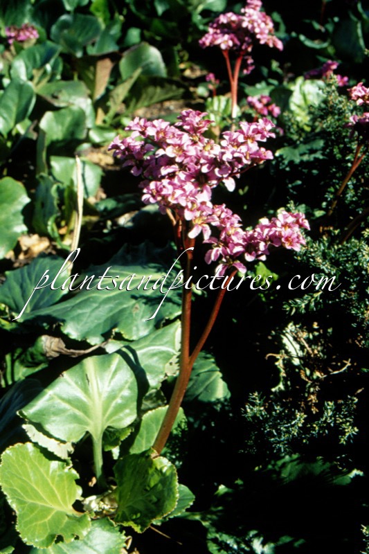 Bergenia ‘Morgenröte’